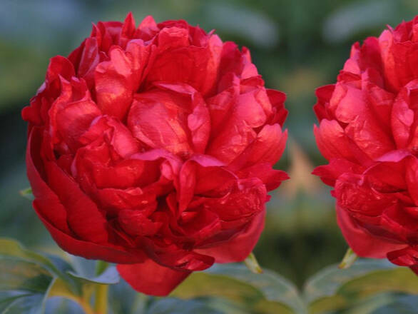  Piwonia 'Paeonia' Czerwona Pełna - zdjęcie główne