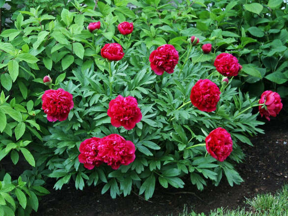  Piwonia 'Paeonia' Czerwona Półpełna - zdjęcie główne