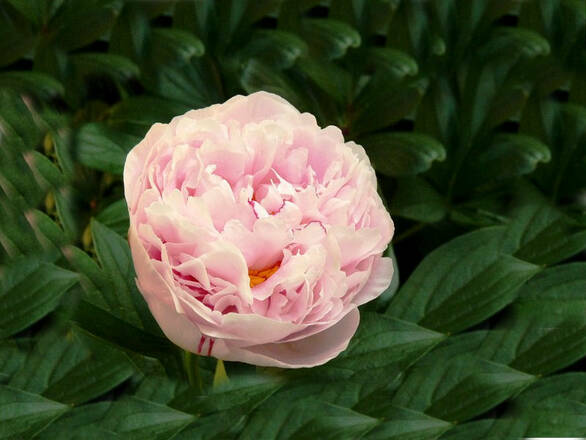  Piwonia 'Paeonia' Łososiowa - zdjęcie główne