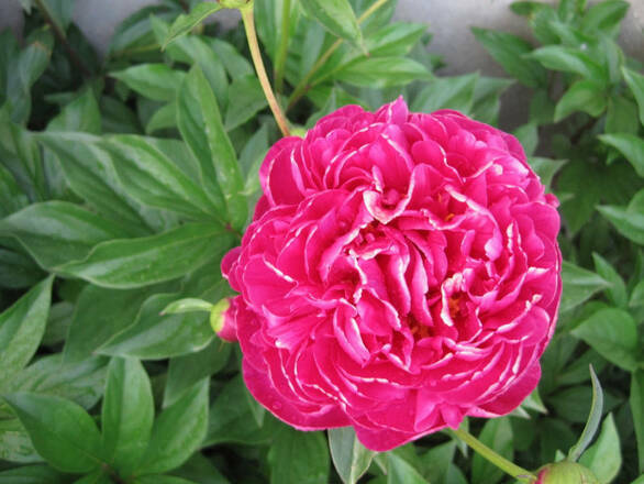  Piwonia 'Paeonia' Różowa - zdjęcie główne