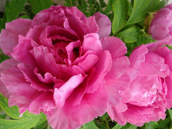  Piwonia 'Paeonia' Różowa Duży Kwiat - zdjęcie główne