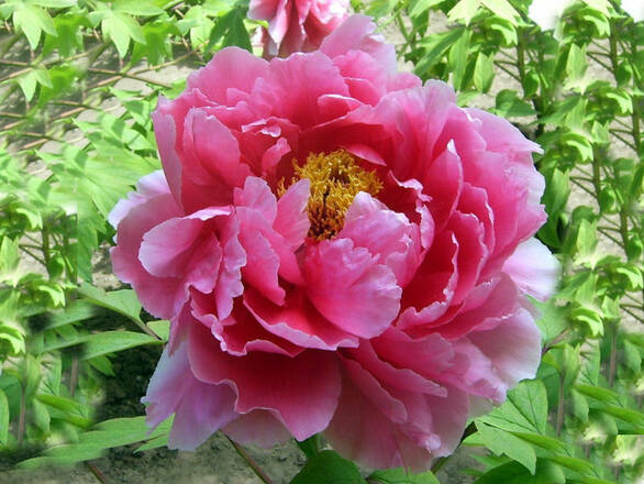  Piwonia 'Paeonia' Różowa Półpełna - zdjęcie główne