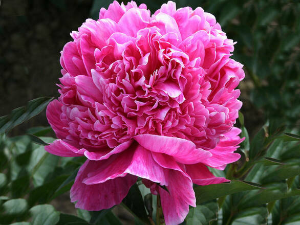  Piwonia 'Paeonia' Różowa Różana - zdjęcie główne