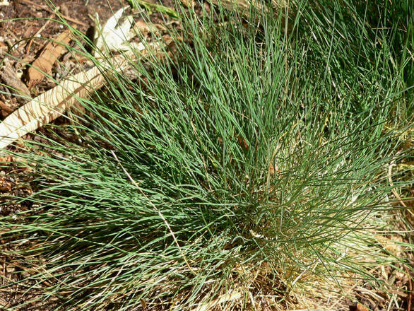  Kostrzewa Festuca  Amethystina - zdjęcie główne