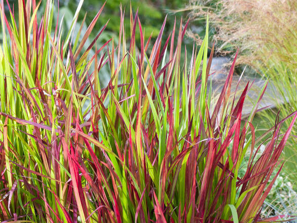  Imperata Cylindryczna Red Baron - zdjęcie główne