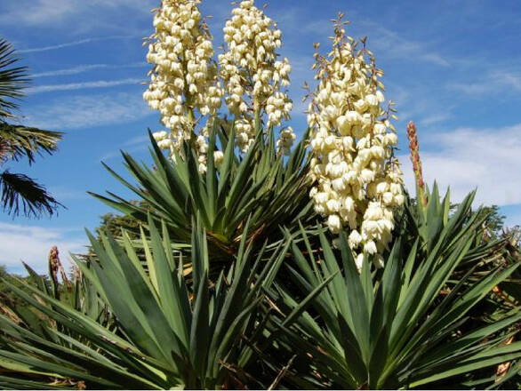  Juka Ogrodowa 'Yucca'Koralińska - zdjęcie główne