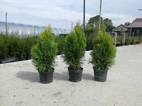 Tuja 'Thuja occidentalis' Szmaragd Donica 2L Wysokość 25cm - zdjęcie główne