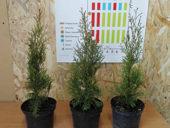 Tuja 'Thuja occidentalis' Szmaragd Donica 1,5L 2-Letnia - zdjęcie główne