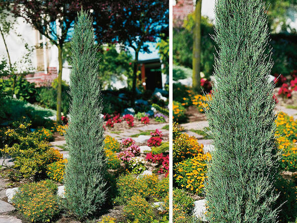 Jałowiec 'Juniperus' Scyrocket - zdjęcie główne