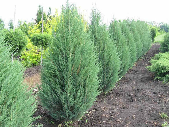   Jałowiec 'Juniperus' Blue Arrow - zdjęcie główne