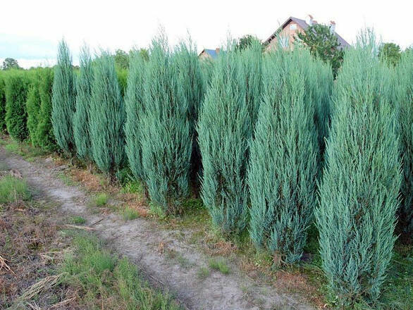  Tuja 'Juniperus scopulorum' Scarocet - zdjęcie główne