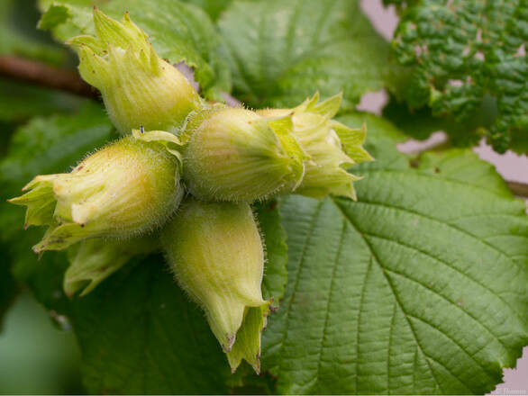  Orzech laskowy 'Corylus avellana' Cosford z pęda - zdjęcie główne