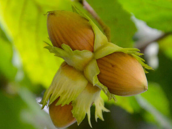  Orzech laskowy 'Corylus avellana' Halle z pęda  - zdjęcie główne