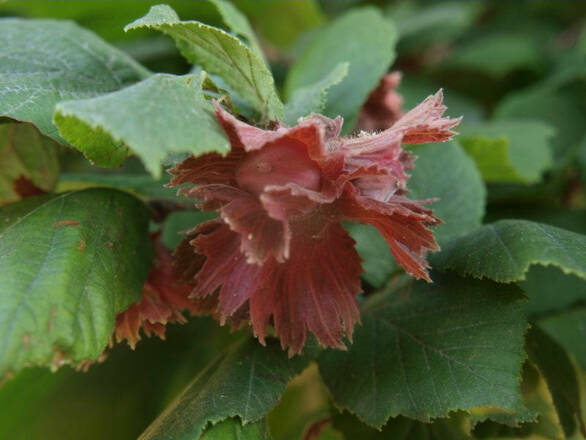 Orzech laskowy 'Corylus avellana' Lamberta Czerwony - zdjęcie główne