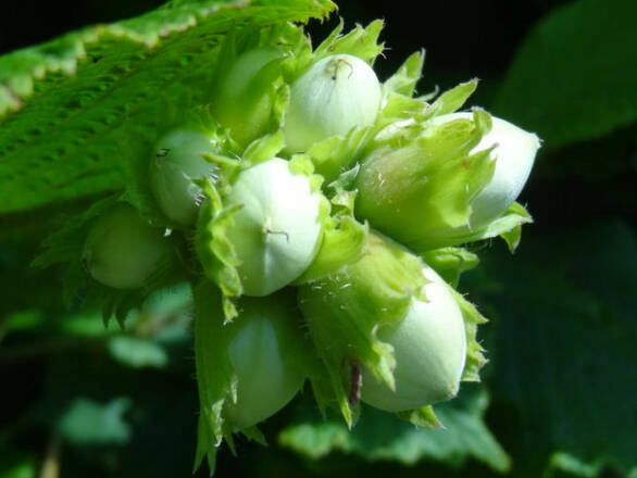  Orzech laskowy 'Corylus avellana' Webba Cenny - zdjęcie główne