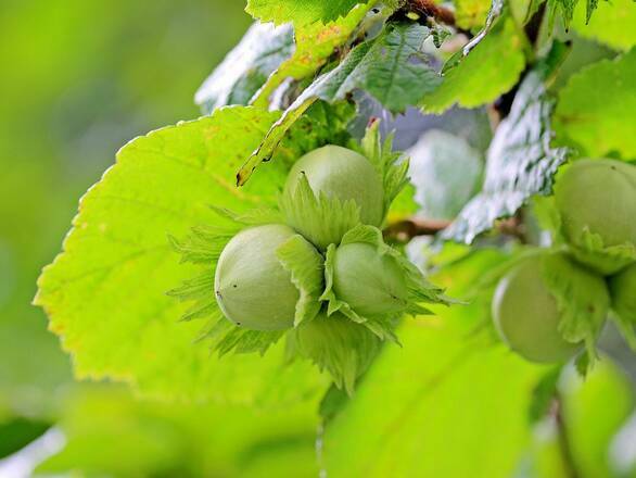  Orzech laskowy 'Corylus avellana'  Webba  z pęda    - zdjęcie główne