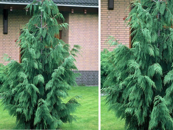  Cyprys Nutkajski 'Cupressus' Klipert - zdjęcie główne