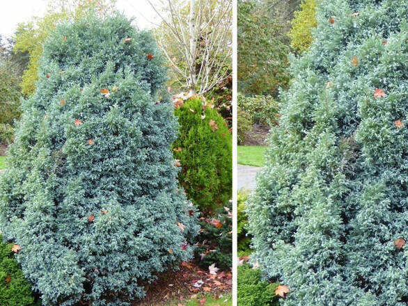  Cyprys 'Cupressus' Curly Tops - zdjęcie główne