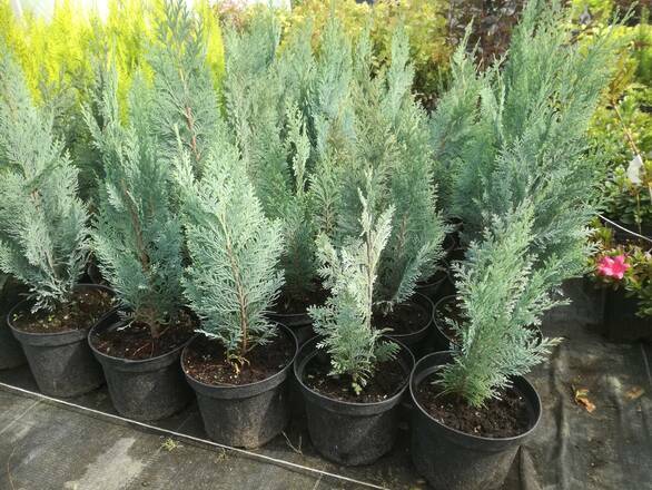 Cyprys 'Cupressus' Srebrny - zdjęcie główne