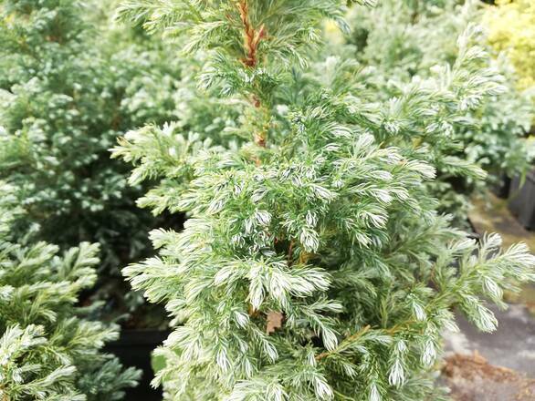  Cyprys 'Cupressus' Boulevard - zdjęcie główne