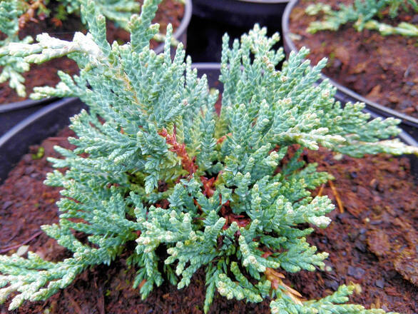  Jałowiec 'Juniperus' Acblue /2Letni - zdjęcie główne