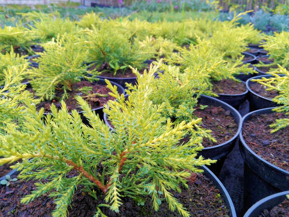  Jałowiec 'Juniperus' Golden Joy /2Letni    - zdjęcie główne