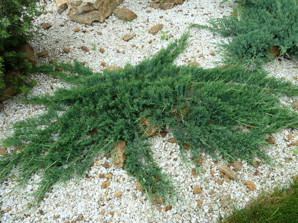  Jałowiec 'Juniperus' Glacier /2Letni     - zdjęcie główne