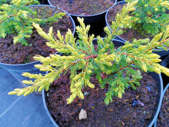  Jałowiec 'Juniperus' Golden Schatz /2Letni     - zdjęcie główne