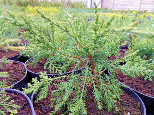 Jałowiec 'Juniperus' Mint Jump /2Letni - zdjęcie główne