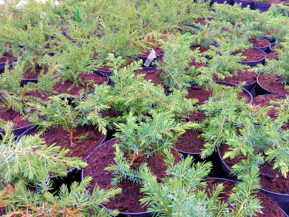  Jałowiec 'Juniperus' Schlager /2Letni  - zdjęcie główne