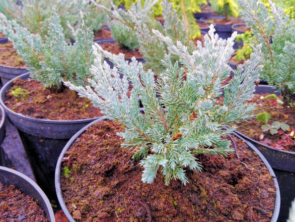  Jałowiec 'Juniperus' Blue Chip /2Letni   - zdjęcie główne
