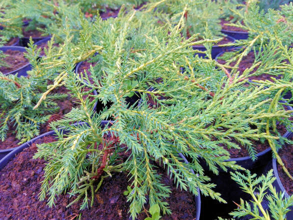  Jałowiec 'Juniperus' Old Gold  /2Letni - zdjęcie główne