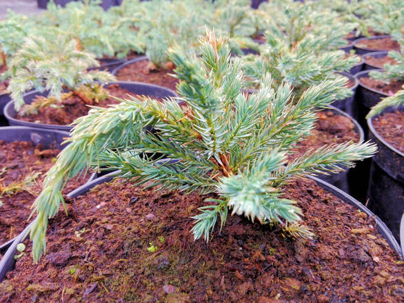  Jałowiec 'Juniperus' Blue Spider /2Letni  - zdjęcie główne