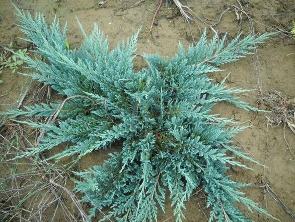  Jałowiec 'Juniperus' Acblue /3Letni  - zdjęcie główne