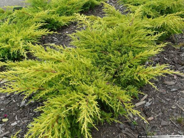  Jałowiec 'Juniperus' Golden Kissen /3Letni - zdjęcie główne