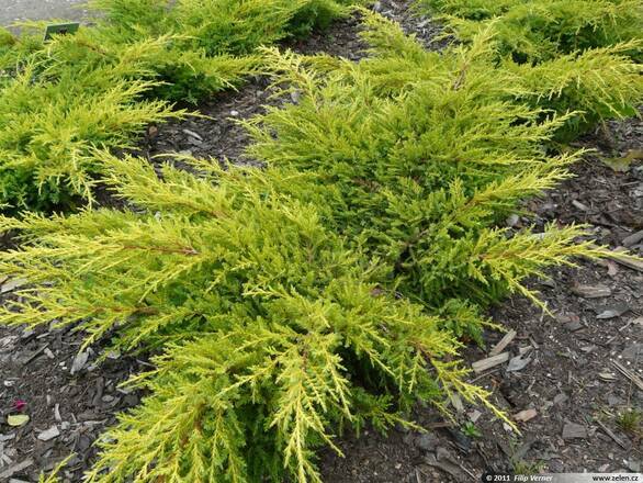 Jałowiec 'Juniperus' Golden Kissen /3Letni - zdjęcie główne