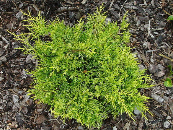  Jałowiec 'Juniperus' Golden Joy /3Letni    - zdjęcie główne