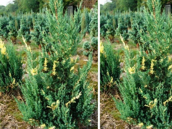  Jałowiec 'Juniperus' Stricta Variegata - zdjęcie główne