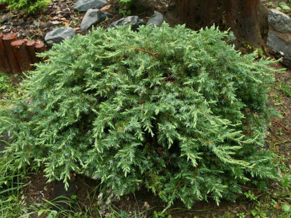  Jałowiec 'Juniperus' Schlager /3Letni   - zdjęcie główne