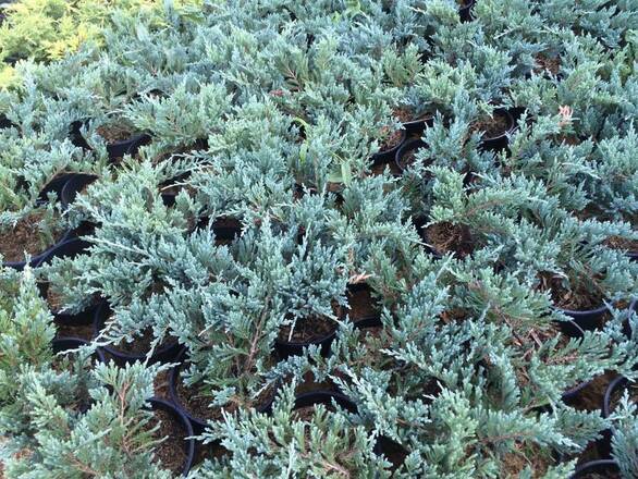 Jałowiec 'Juniperus' Blue Chip /3Letni   - zdjęcie główne