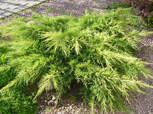  Jałowiec 'Juniperus' Old Gold  /3Letni  - zdjęcie główne
