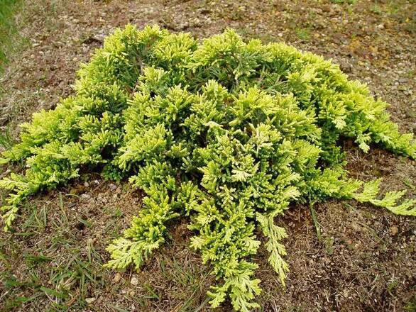 Jałowiec 'Juniperus' Golden Carpet /3Letni - zdjęcie główne