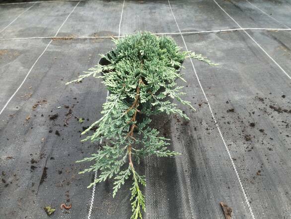  Jałowiec 'Juniperus' Acblue  - zdjęcie główne