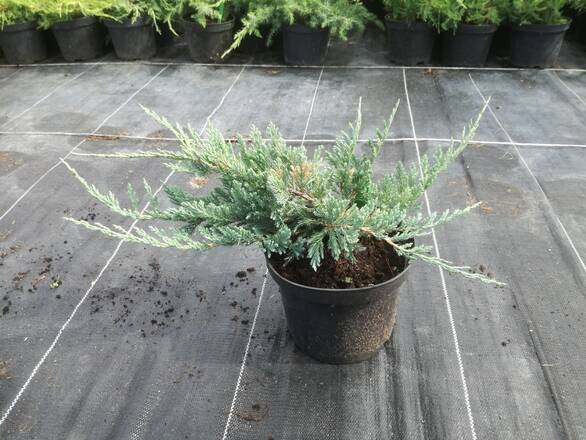  Jałowiec 'Juniperus' Blue Chip - zdjęcie główne