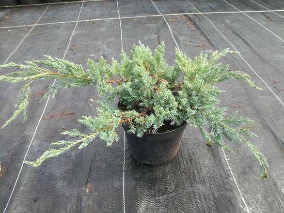 Jałowiec 'Juniperus' Blue Spider - zdjęcie główne
