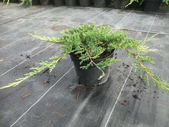 Jałowiec 'Juniperus' Golden Carpet - zdjęcie główne