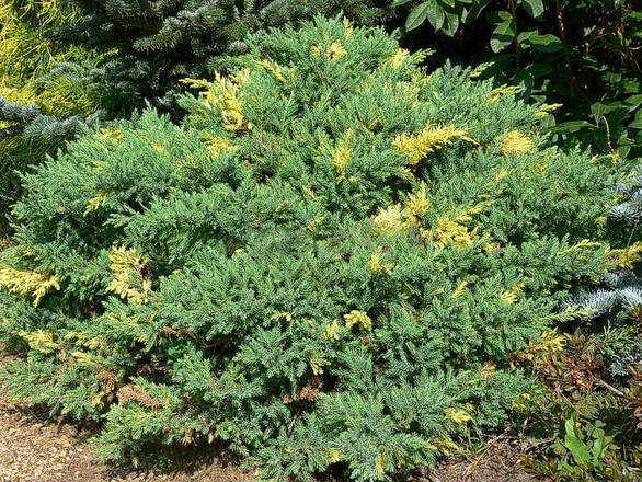  Jałowiec Chiński 'Juniperus chinensis' Expansa Variegata  - zdjęcie główne