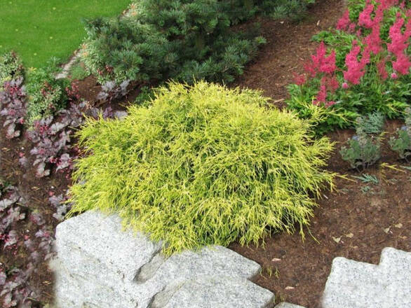 Jałowiec Pfitzera 'Juniperus × pfitzeriana' Mordigan - zdjęcie główne