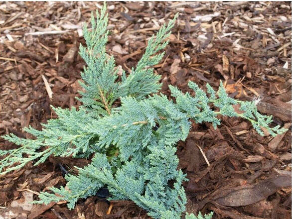  Jałowiec Płożący 'Juniperus horizontalis' Agnieszka - zdjęcie główne