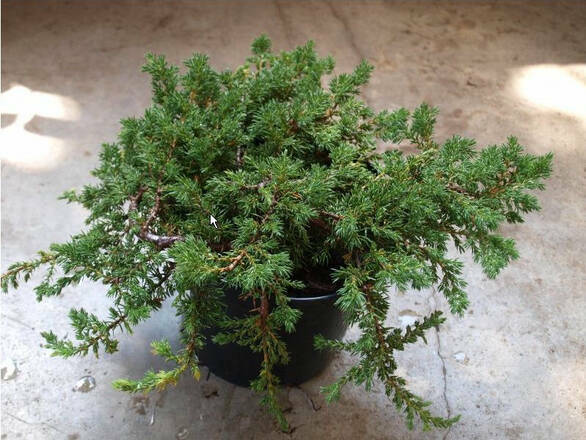  Jałowiec Płożący 'Juniperus horizontalis' Andorra Variegata - zdjęcie główne